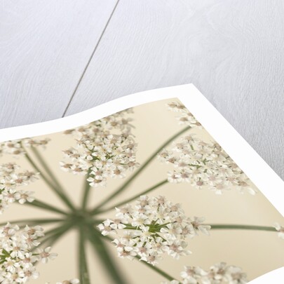 Cow Parsley close-up by Assaf Frank